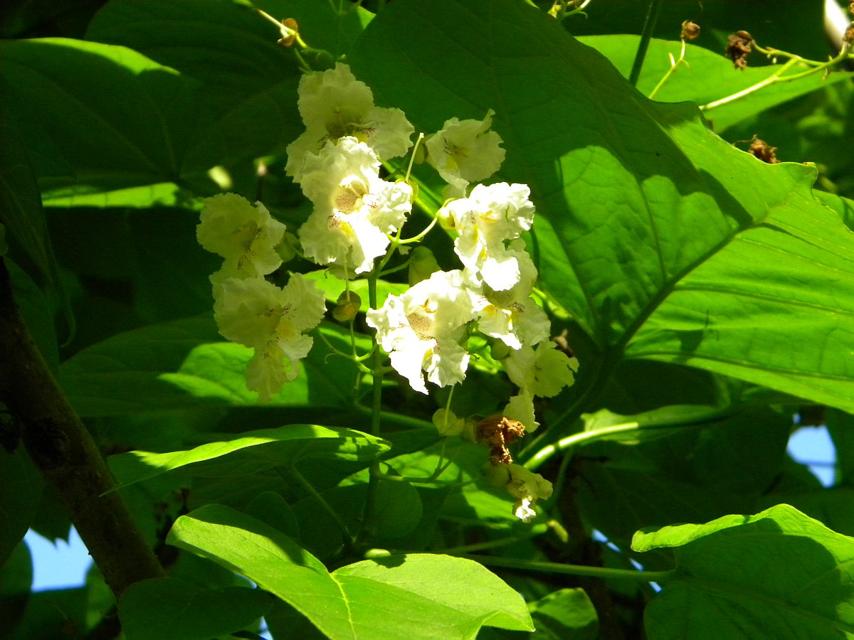 dscn7235